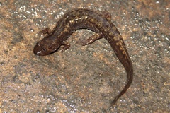 Desmognathus marmoratus
