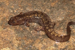 Desmognathus marmoratus