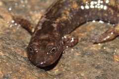 Desmognathus marmoratus
