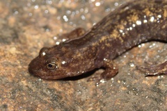 Desmognathus marmoratus