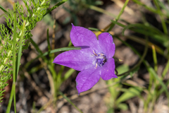 Campanula parryi