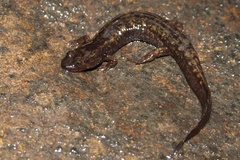 Desmognathus marmoratus