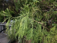 Carmichaelia odorata