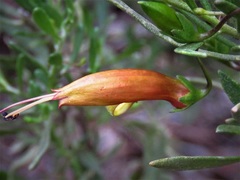 Eremophila decipiens