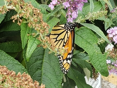 Danaus plexippus