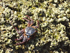 Megabalanus peninsularis