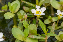 Bacopa eisenii