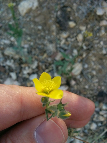 Image of Mentzelia jonesii by (c) kweitemier, some rights reserved (CC BY-SA)