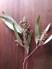 Eucalyptus largiflorens