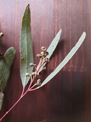 Eucalyptus largiflorens