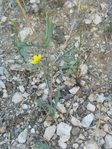 Image of Mentzelia jonesii by (c) kweitemier, some rights reserved (CC BY-SA)