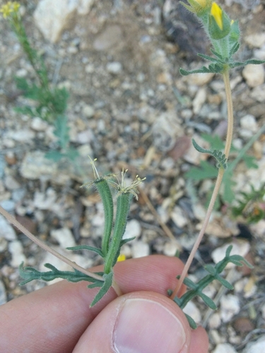 Image of Mentzelia jonesii by (c) kweitemier, some rights reserved (CC BY-SA)