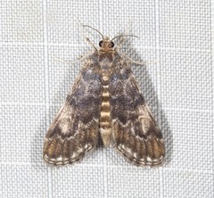 Elophila responsalis