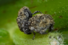 Acanthoscelidius acephalus