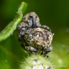 Acanthoscelidius acephalus