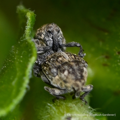 Acanthoscelidius acephalus