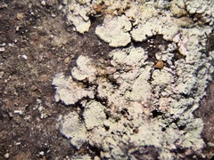 Lepraria normandinoides