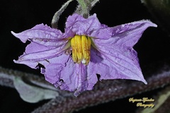 Solanum melongena