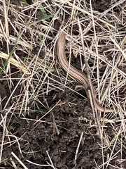 Pseudemoia rawlinsoni