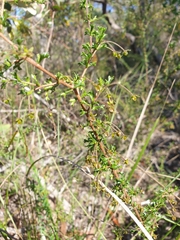 Dodonaea crucifolia