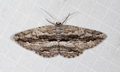 Scioglyptis canescaria