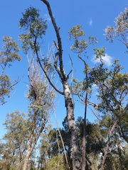 Eucalyptus tindaliae