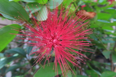 Calliandra