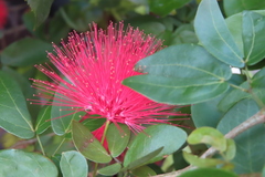 Calliandra