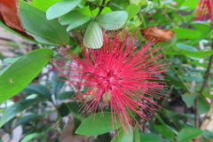 Calliandra