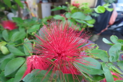 Calliandra