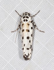 Ethmia clytodoxa