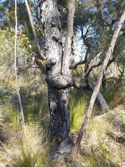 Eucalyptus tindaliae