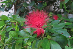 Calliandra