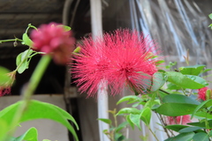 Calliandra