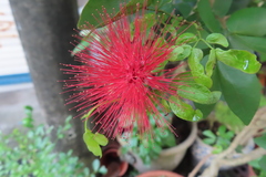 Calliandra