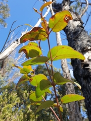 Eucalyptus tindaliae