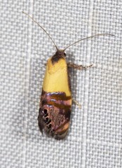 Eupselia beltera