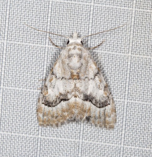 Nola fasciata (Walker, 1866)