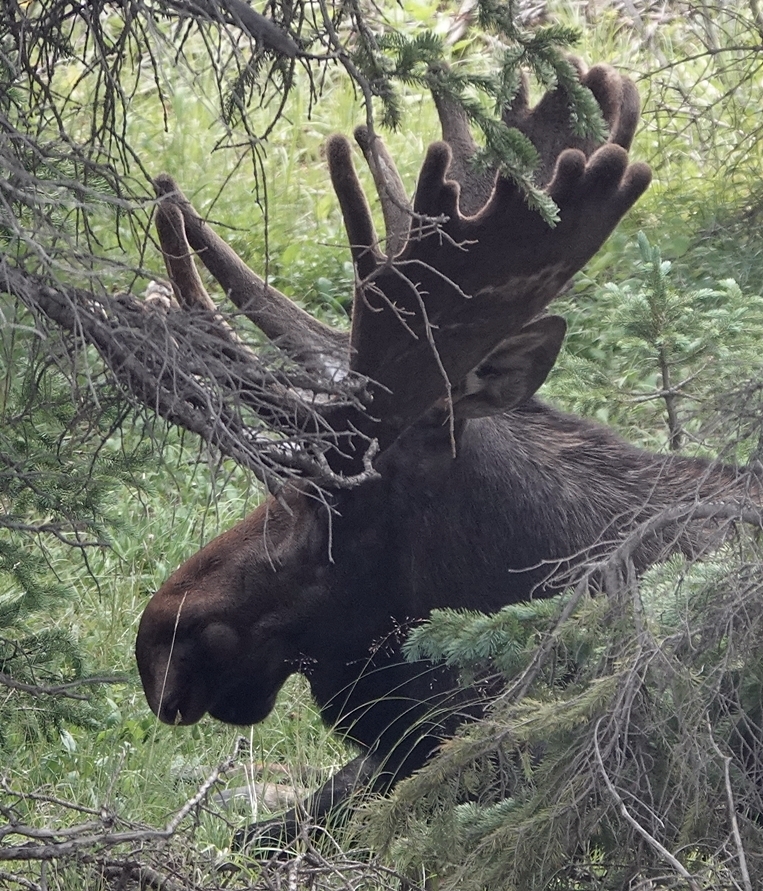 Moose from Summit County, CO, USA on August 07, 2021 at 09:52 AM by ...