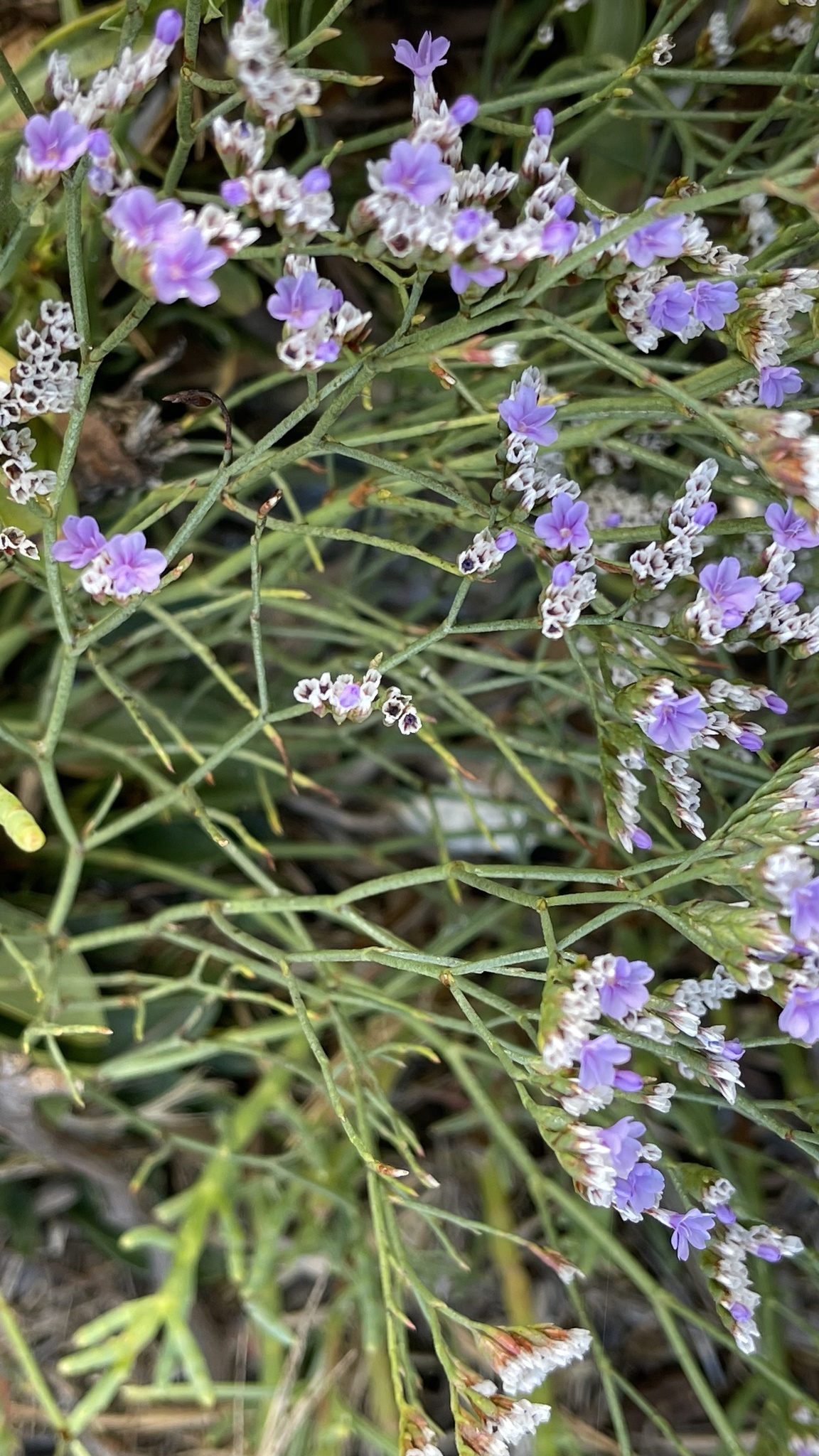 Limonium ramosissimum