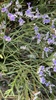 Algerian Sea Lavender - Photo (c) Alan Siegel, some rights reserved (CC BY-NC), uploaded by Alan Siegel