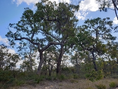 Angophora robur
