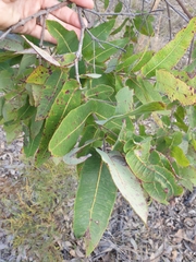Angophora robur