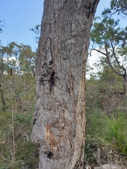 Angophora robur