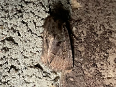 Noctuidae