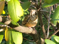 Turdus migratorius