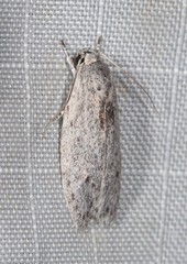 Phylomictis eclecta