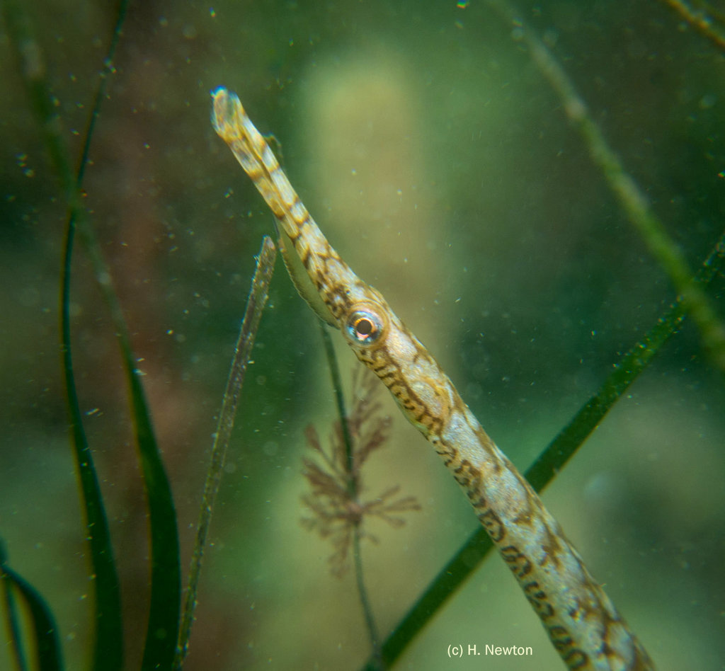 Southern Gulf Pipefish