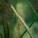 Gulf Pipefish - Photo (c) heidienn, some rights reserved (CC BY-NC)