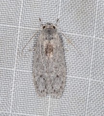 Phylomictis eclecta
